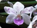Rhynchostylis gigantea Spot